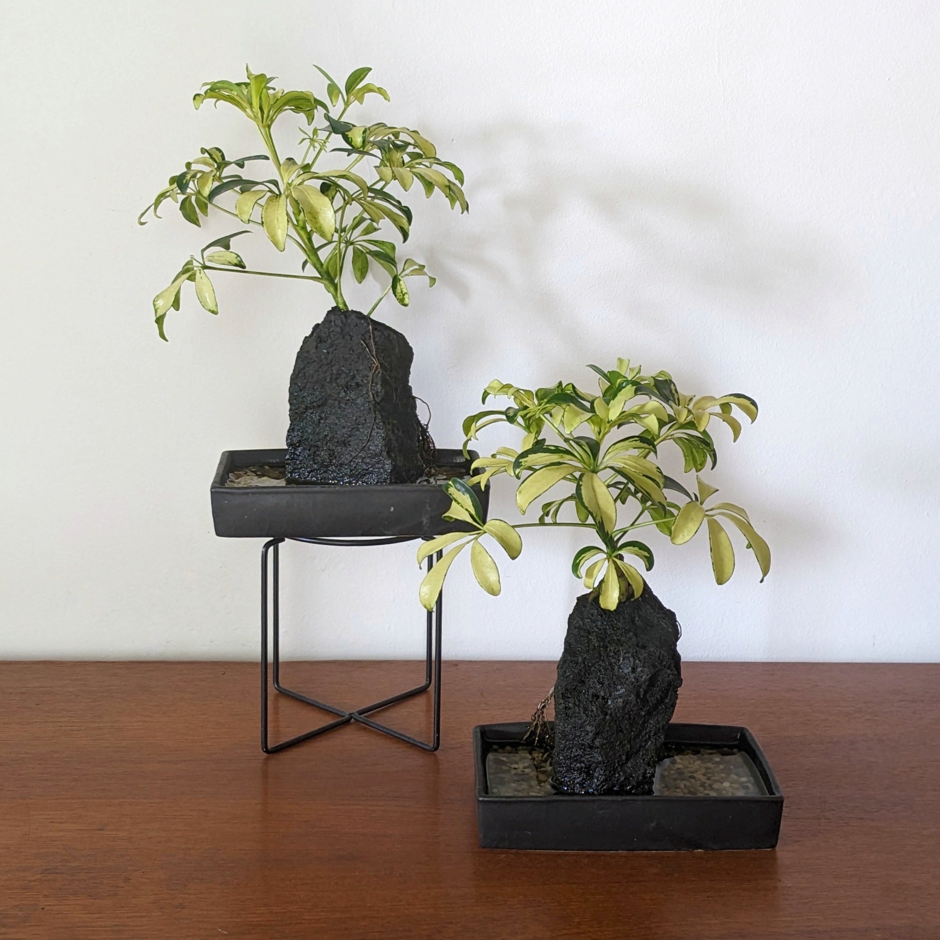 Rock grown variegated schefflera in Ceramic Tray